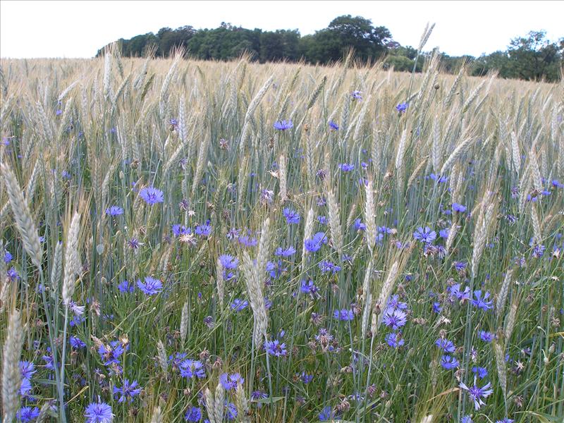 Centaurea cyanus (door Piet Bremer )