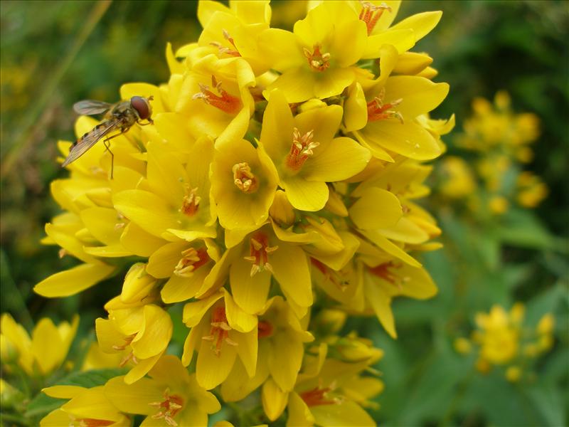 Lysimachia vulgaris (door Piet Bremer )