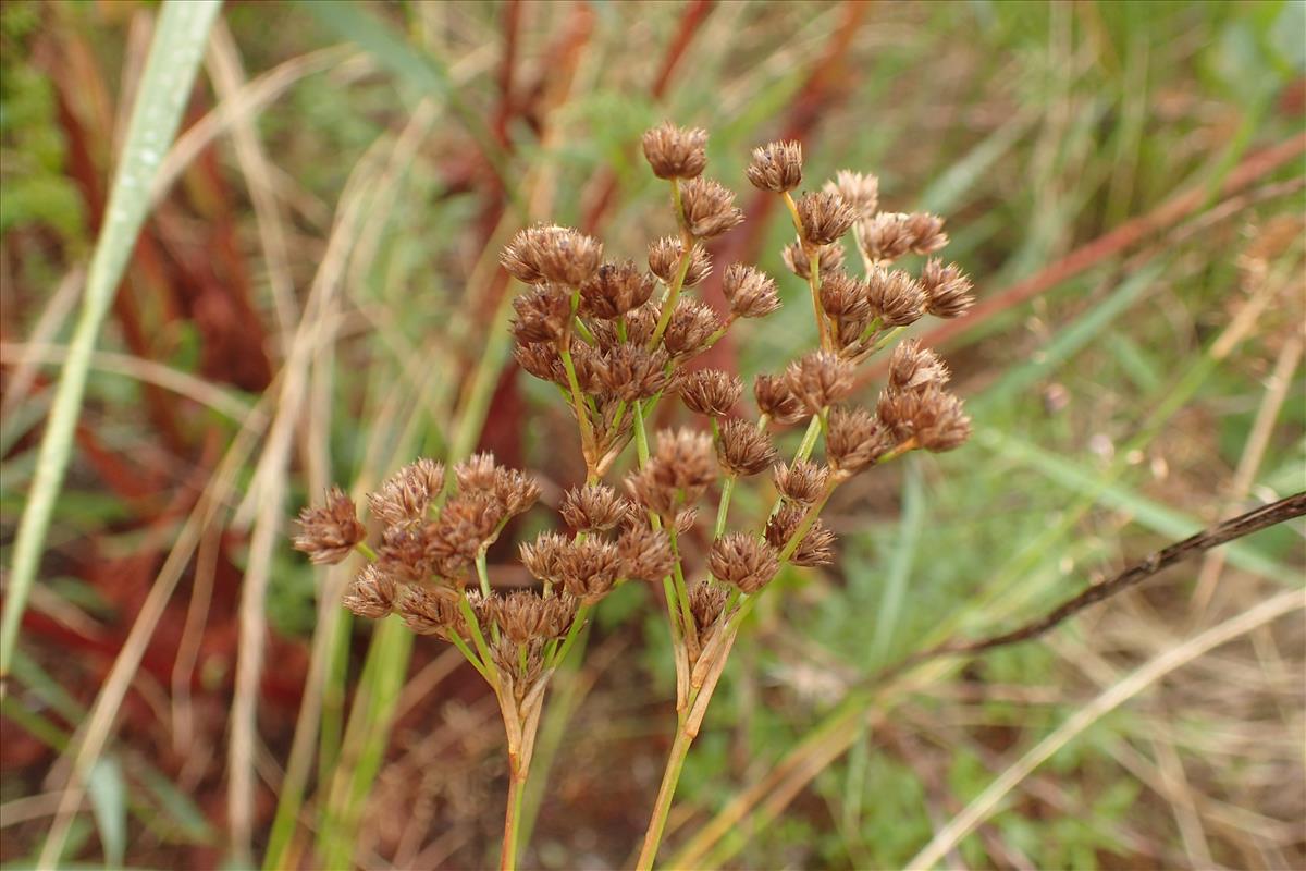 Juncus pallescens (door Sipke Gonggrijp)