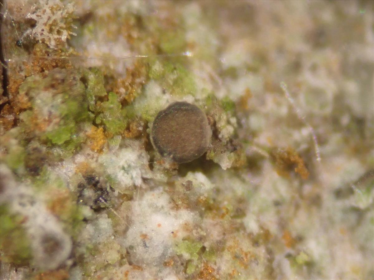 Caloplaca obscurella (door Lukas Verboom)