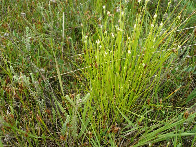 Rhynchospora alba (door Piet Bremer )