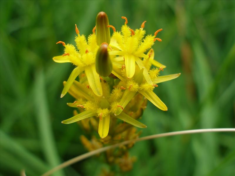 Narthecium ossifragum (door Piet Bremer )