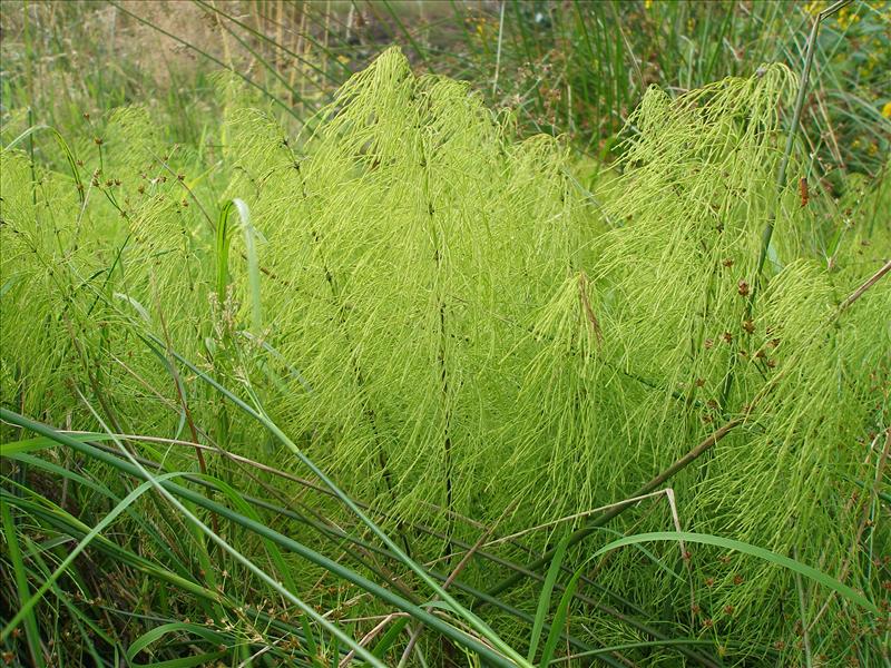 Equisetum sylvaticum (door Piet Bremer )