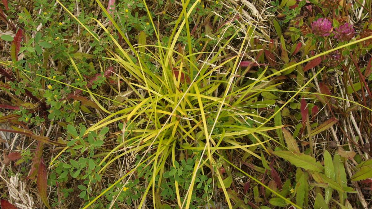 Carex muricata s.s. (door Sipke Gonggrijp)