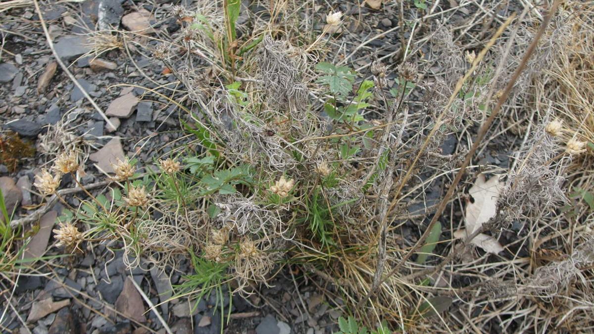 Plantago sempervirens (door Sipke Gonggrijp)