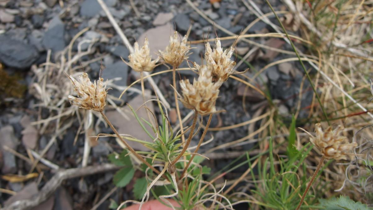 Plantago sempervirens (door Sipke Gonggrijp)