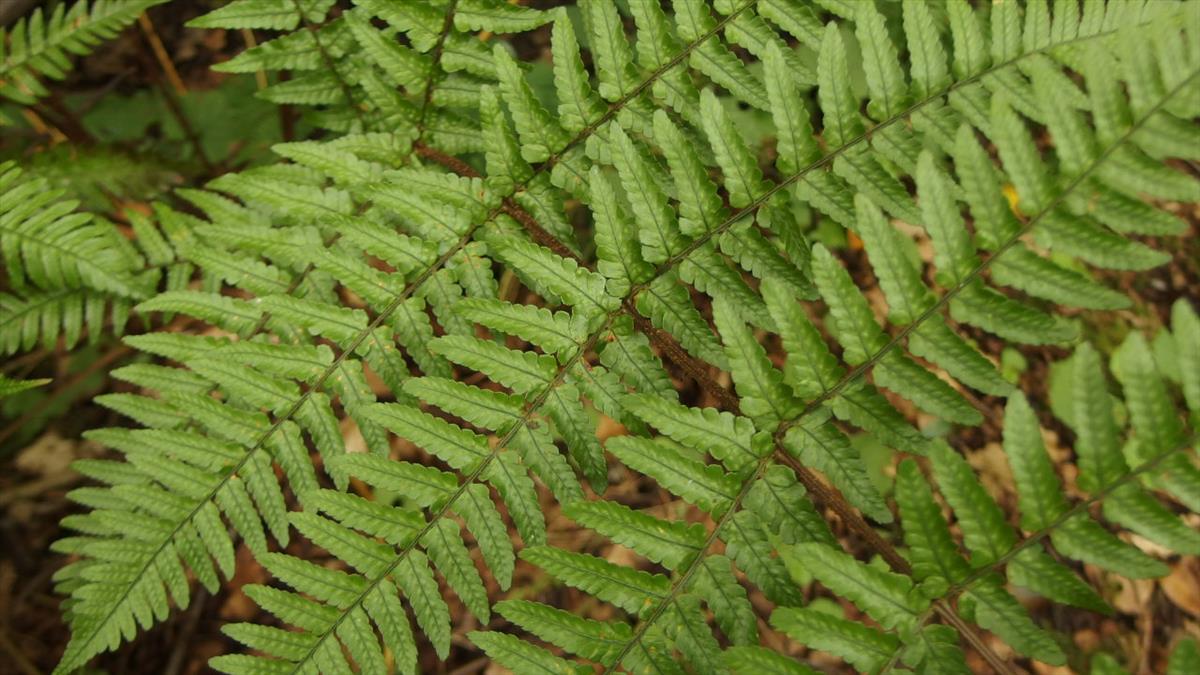 Dryopteris erythrosora (door Sipke Gonggrijp)