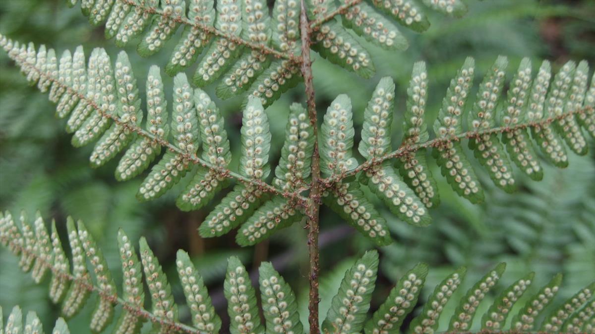 Dryopteris erythrosora (door Sipke Gonggrijp)