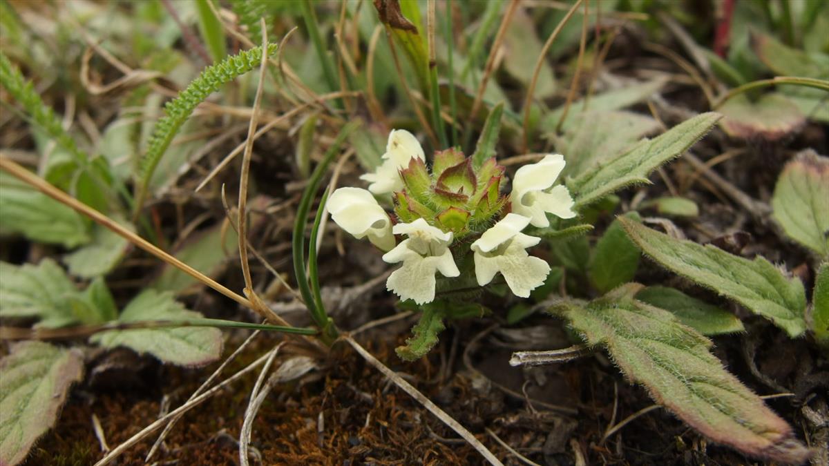 Prunella laciniata (door Sipke Gonggrijp)