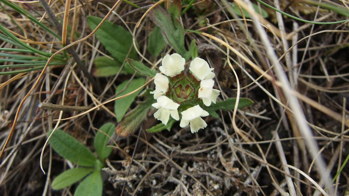 Prunella laciniata (door Sipke Gonggrijp)