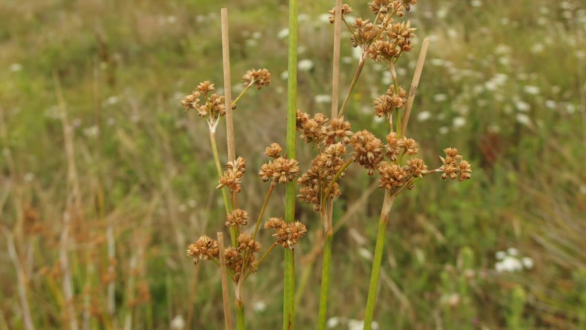 Juncus vaginatus (door Sipke Gonggrijp)