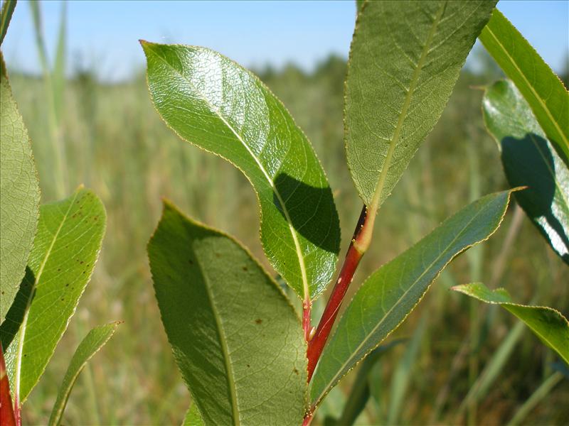Salix pentandra (door Piet Bremer )