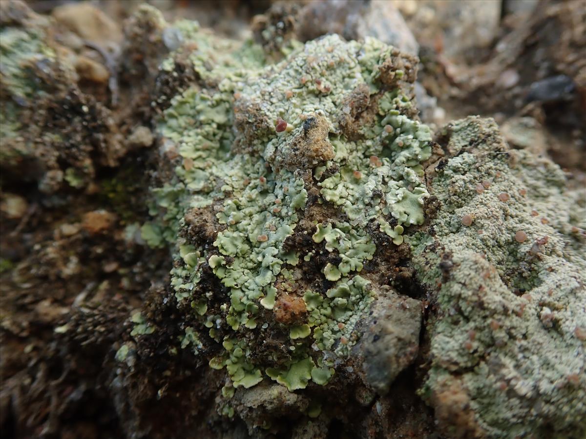 Baeomyces placophyllus (door Lukas Verboom)