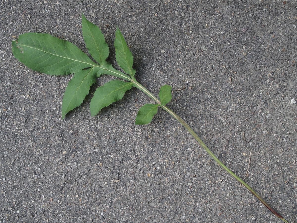 Cephalaria gigantea (door Willemien Troelstra)