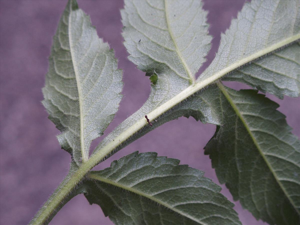 Cephalaria gigantea (door Willemien Troelstra)