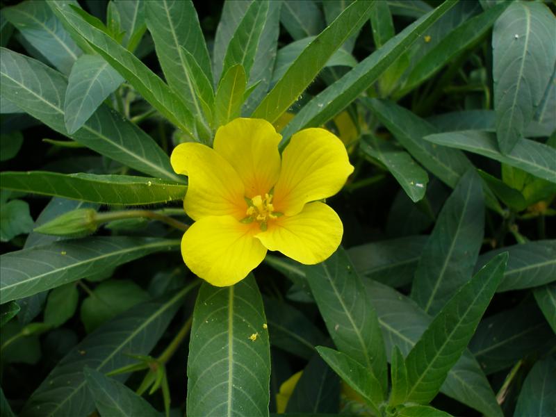 Ludwigia grandiflora (door Piet Bremer )