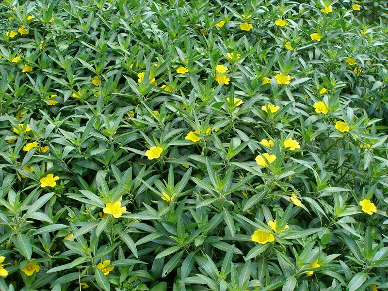 Ludwigia grandiflora (door Piet Bremer )