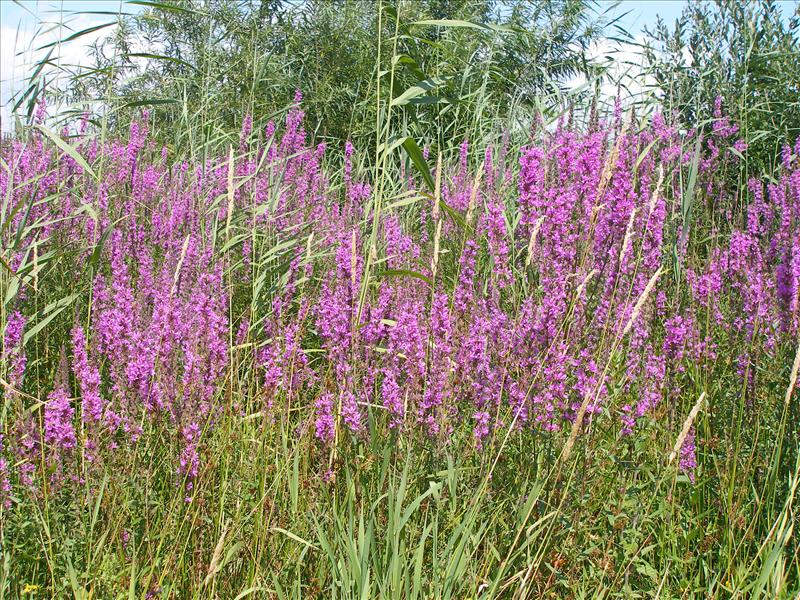 Lythrum salicaria (door Piet Bremer )