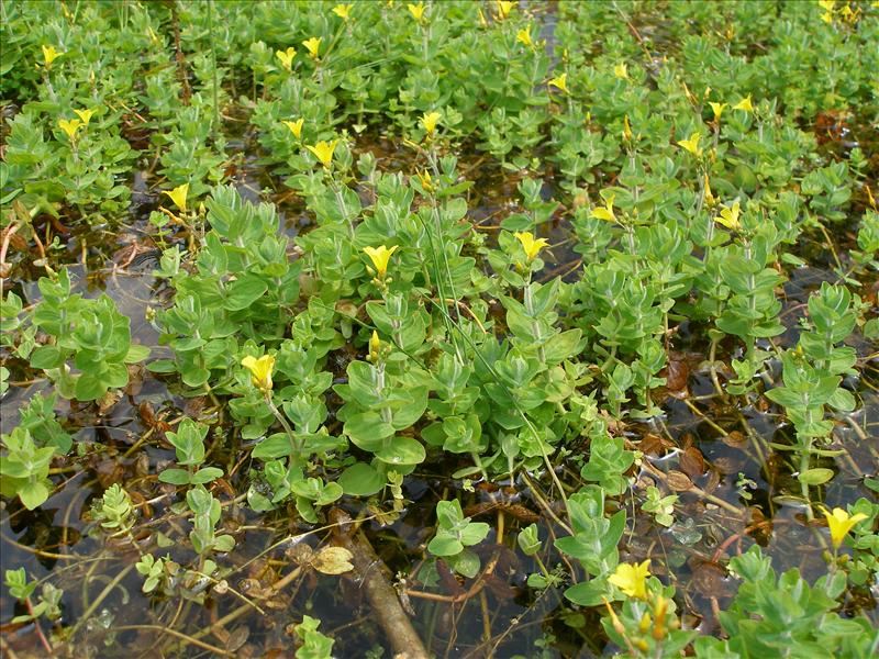 Hypericum elodes (door Piet Bremer )