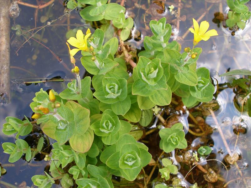 Hypericum elodes (door Piet Bremer )