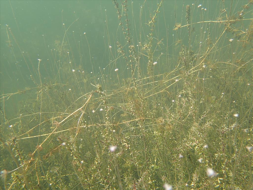 Elodea nuttallii (door Adrie van Heerden)