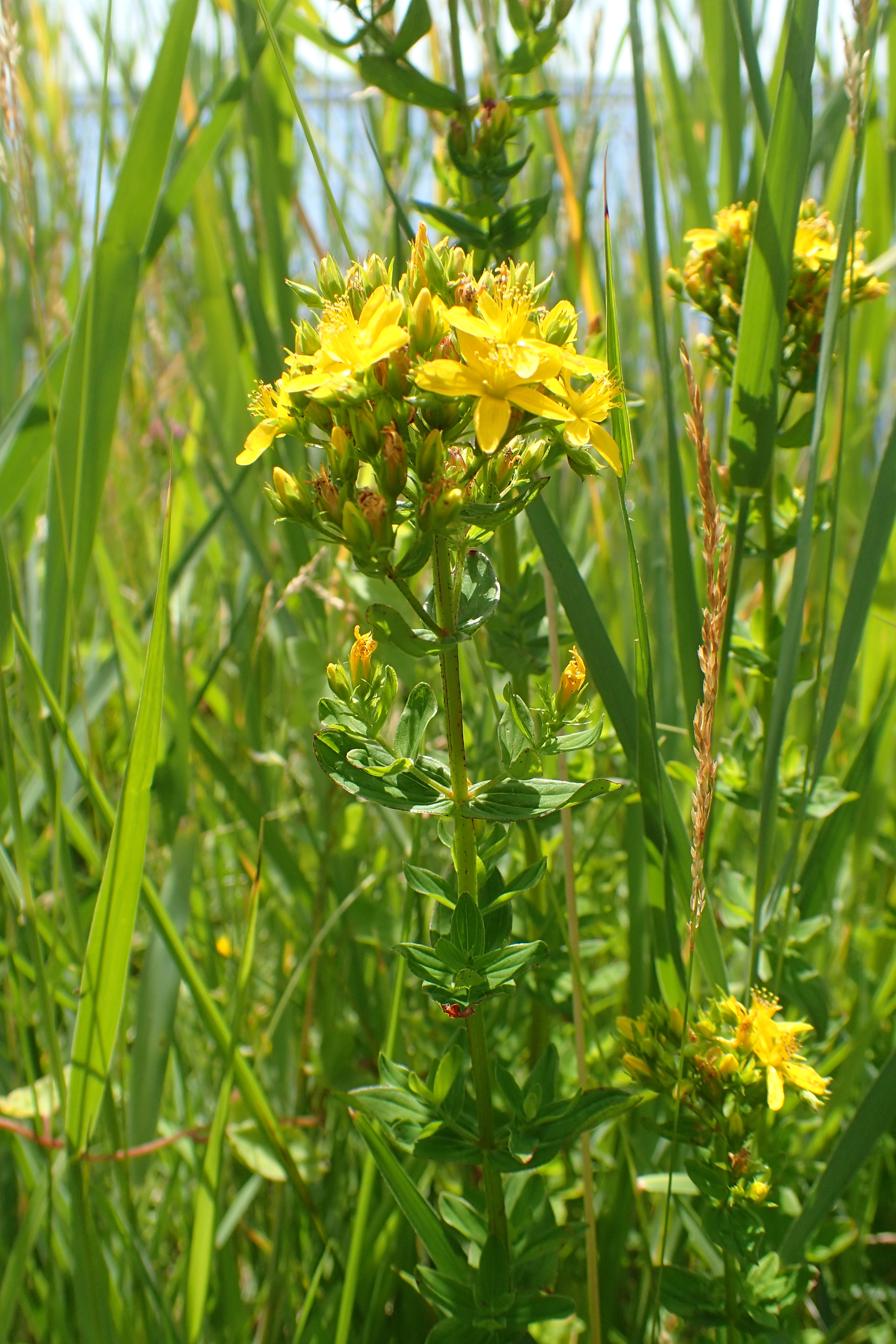 Hypericum tetrapterum (door Adrie van Heerden)