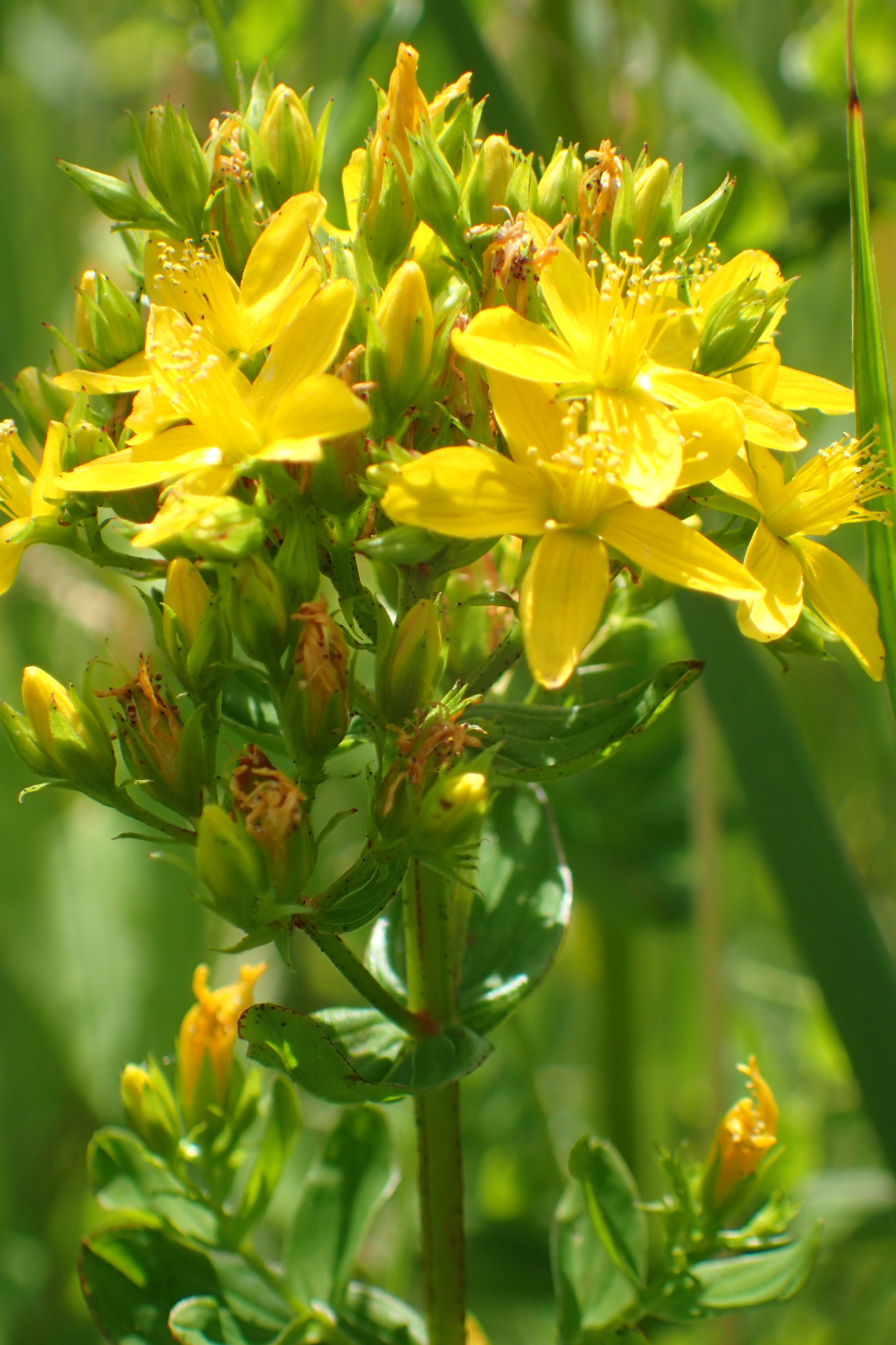 Hypericum tetrapterum (door Adrie van Heerden)