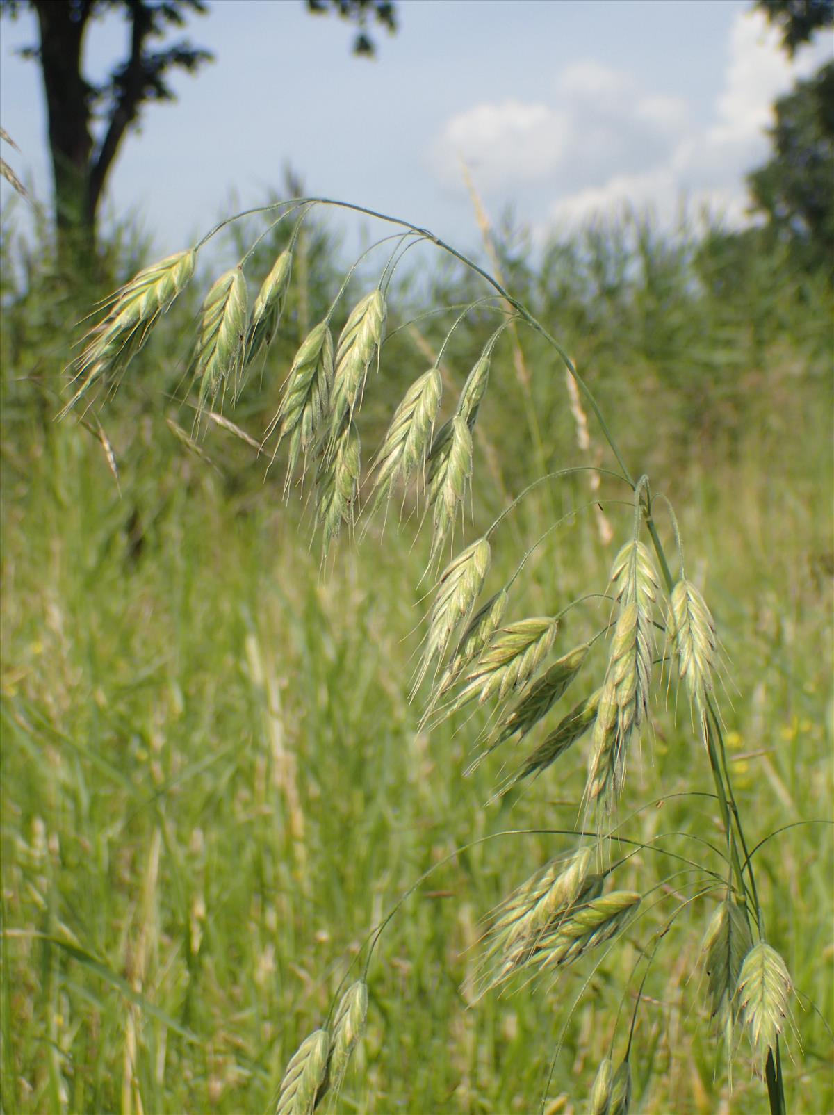 Bromus grossus (door Stef van Walsum)