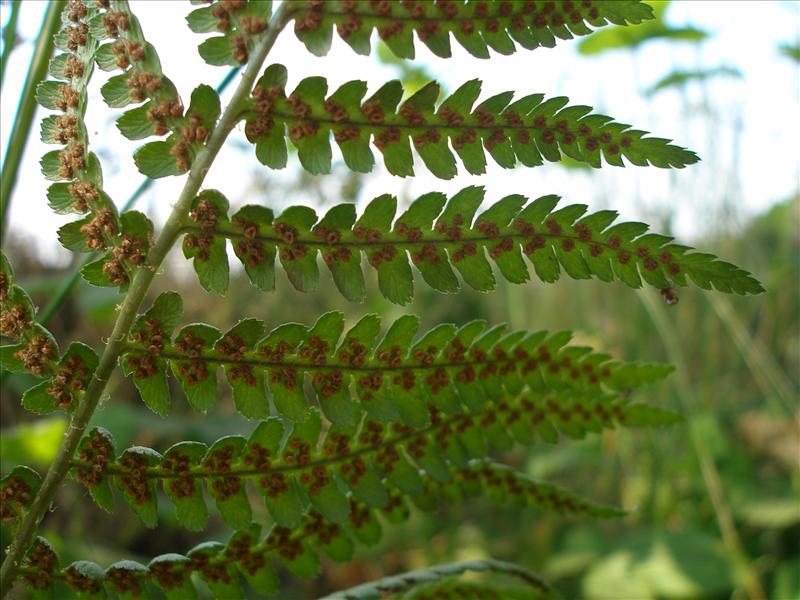 Dryopteris filix-mas (door Piet Bremer )