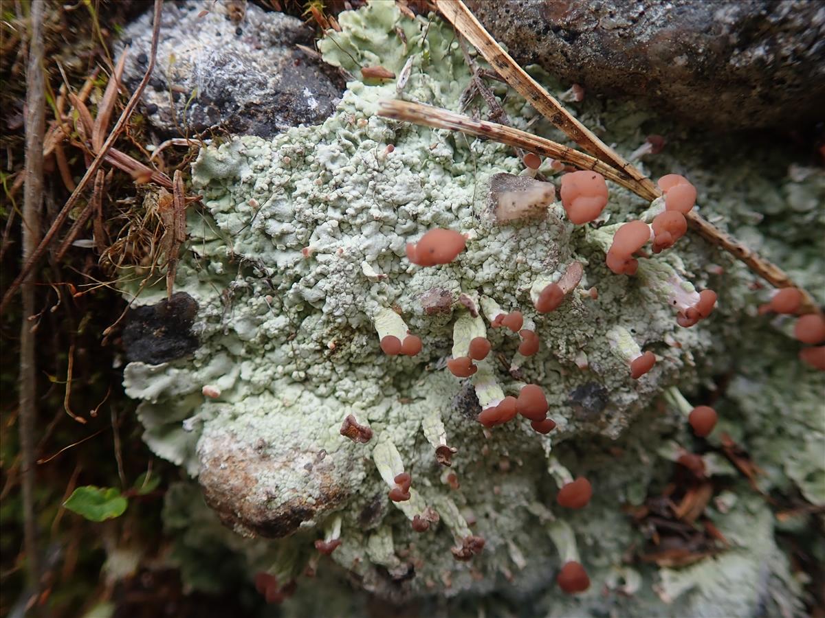 Baeomyces placophyllus (door Lukas Verboom)