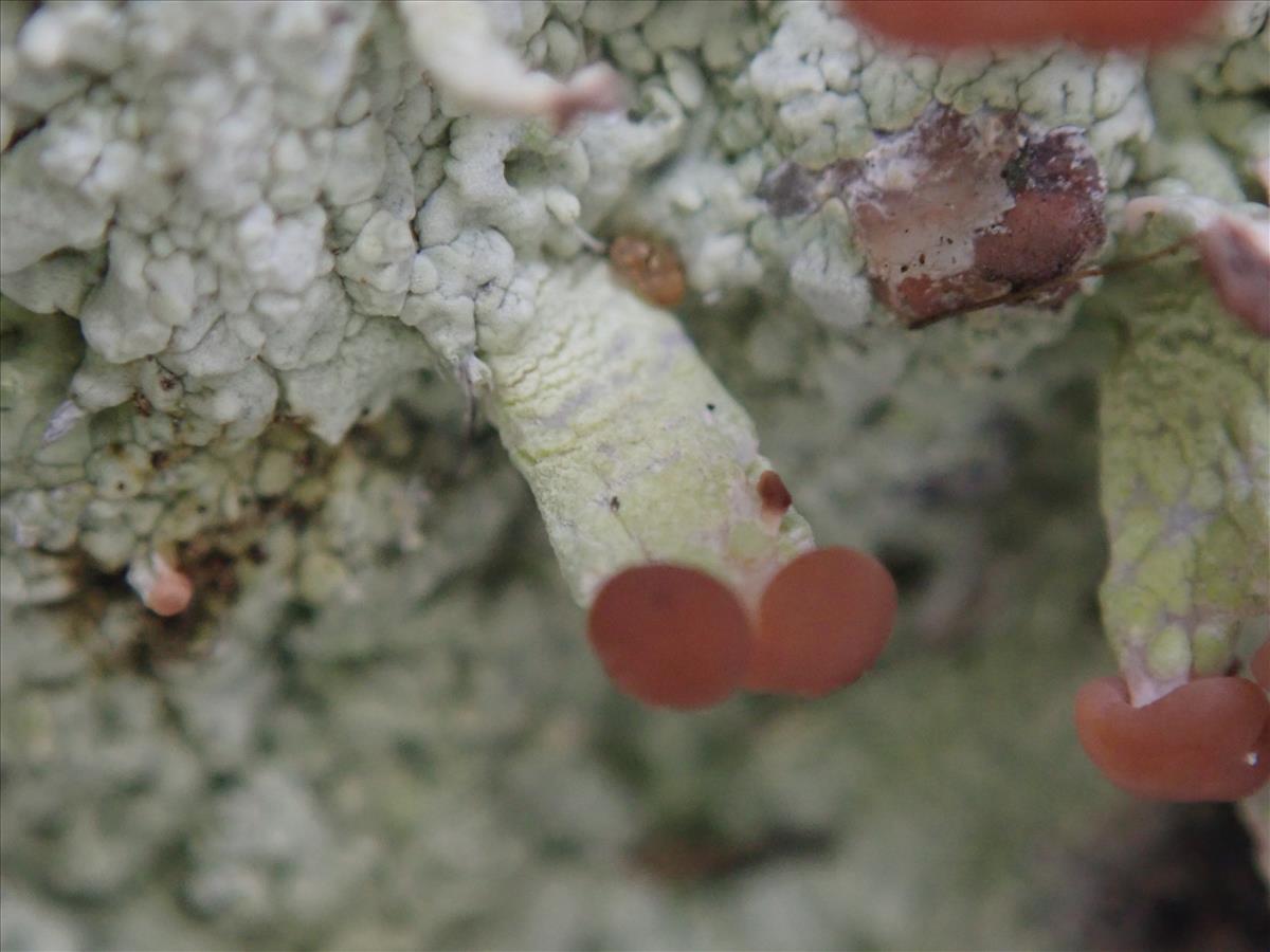 Baeomyces placophyllus (door Lukas Verboom)