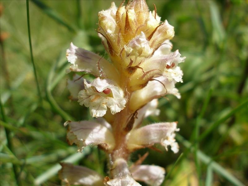 Orobanche picridis (door Piet Bremer )