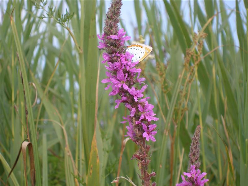 Lythrum salicaria (door Piet Bremer )