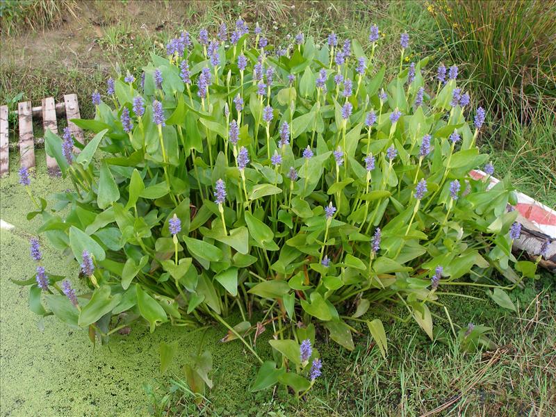 Pontederia cordata (door Piet Bremer )