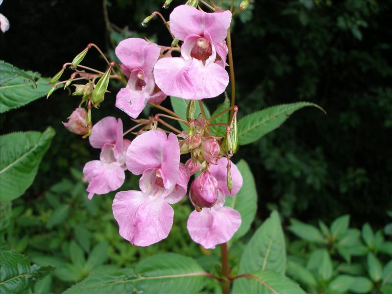 Impatiens glandulifera (door Piet Bremer )