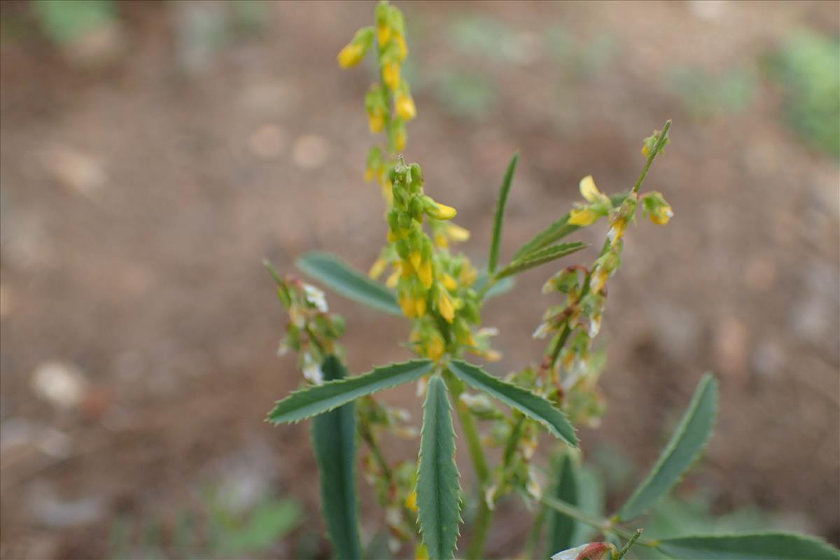 Melilotus sulcatus (door Sipke Gonggrijp)