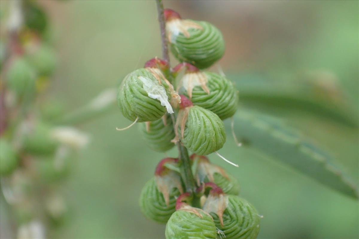 Melilotus sulcatus (door Sipke Gonggrijp)