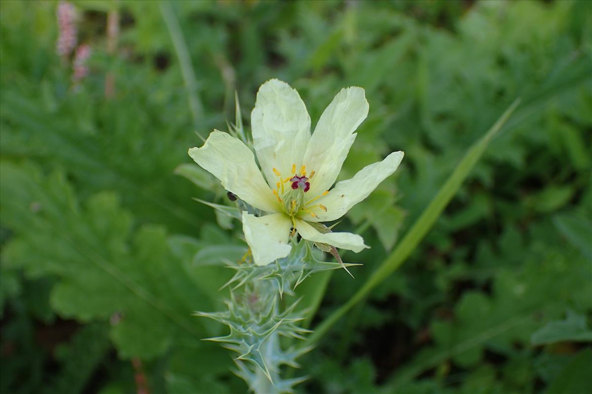 Argemone ochroleuca (door Sipke Gonggrijp)