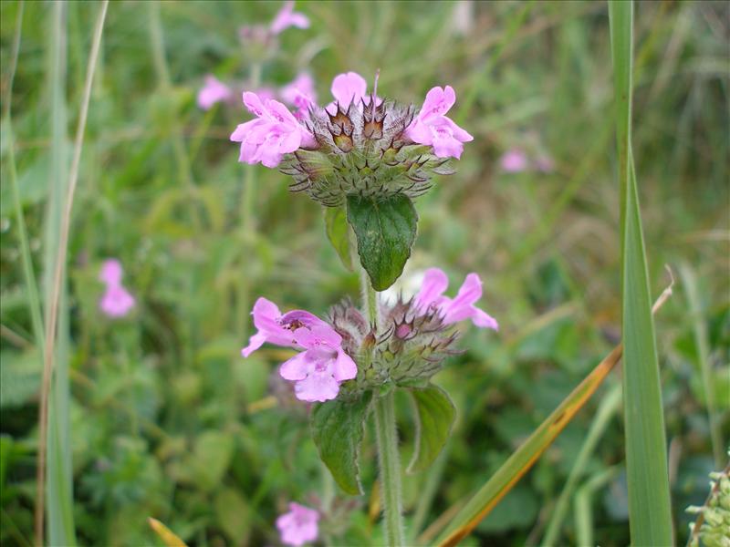 Clinopodium vulgare (door Piet Bremer )