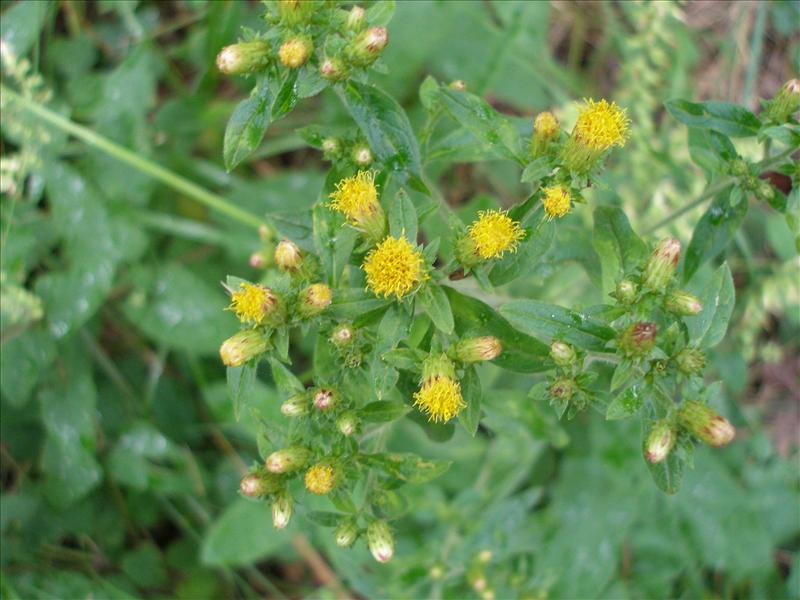 Inula conyzae (door Piet Bremer )