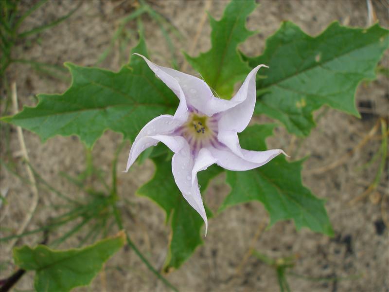 Datura stramonium (door Piet Bremer )