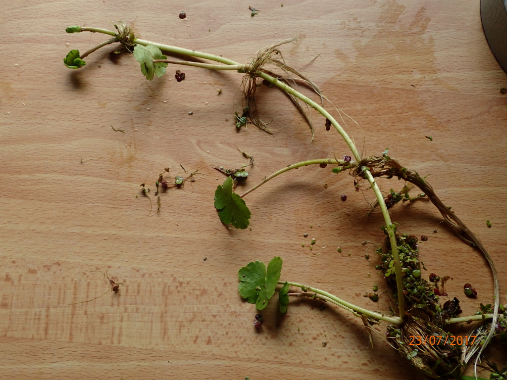 Hydrocotyle ranunculoides (door Gerrit Welgraven)