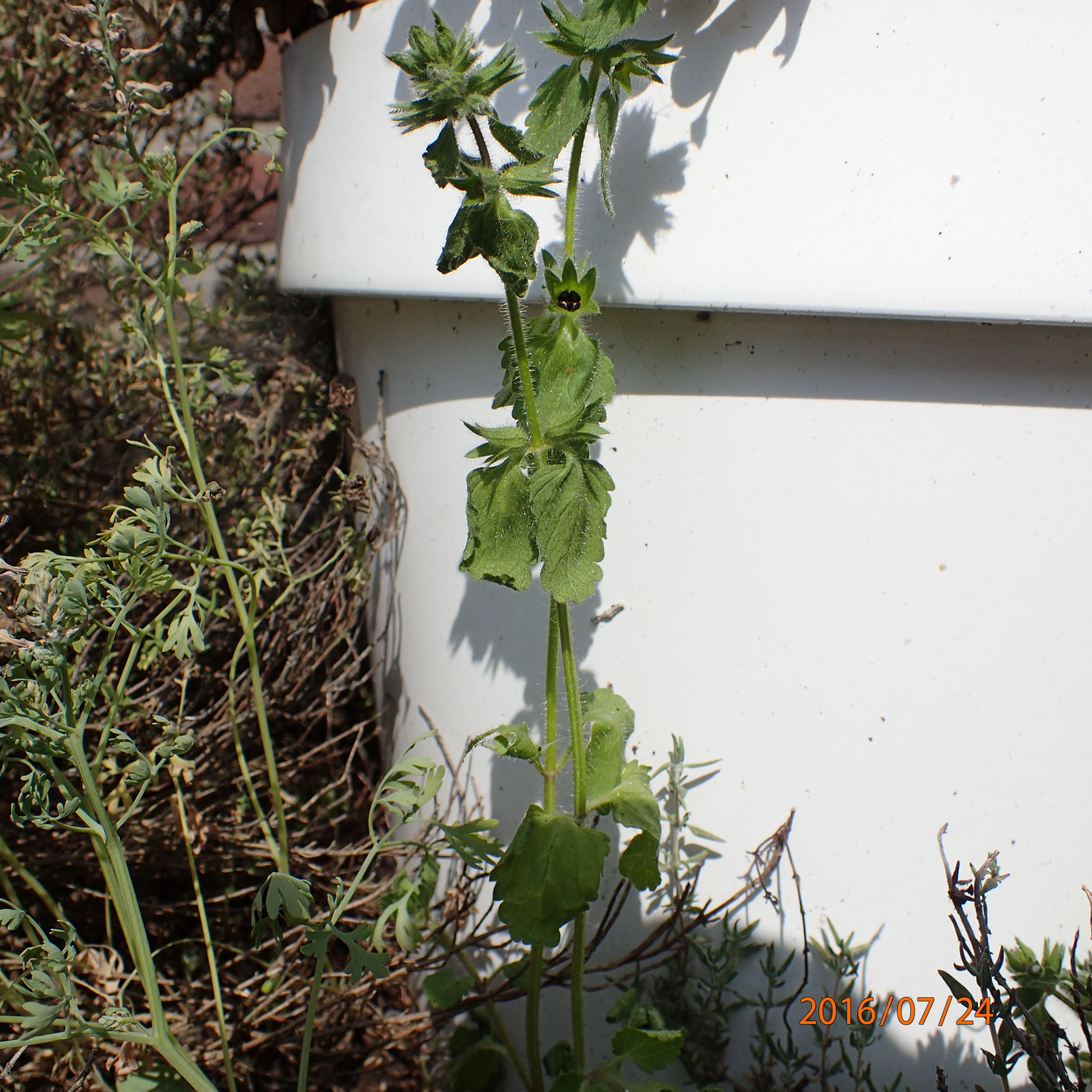 Stachys arvensis (door Jan Pellicaan)