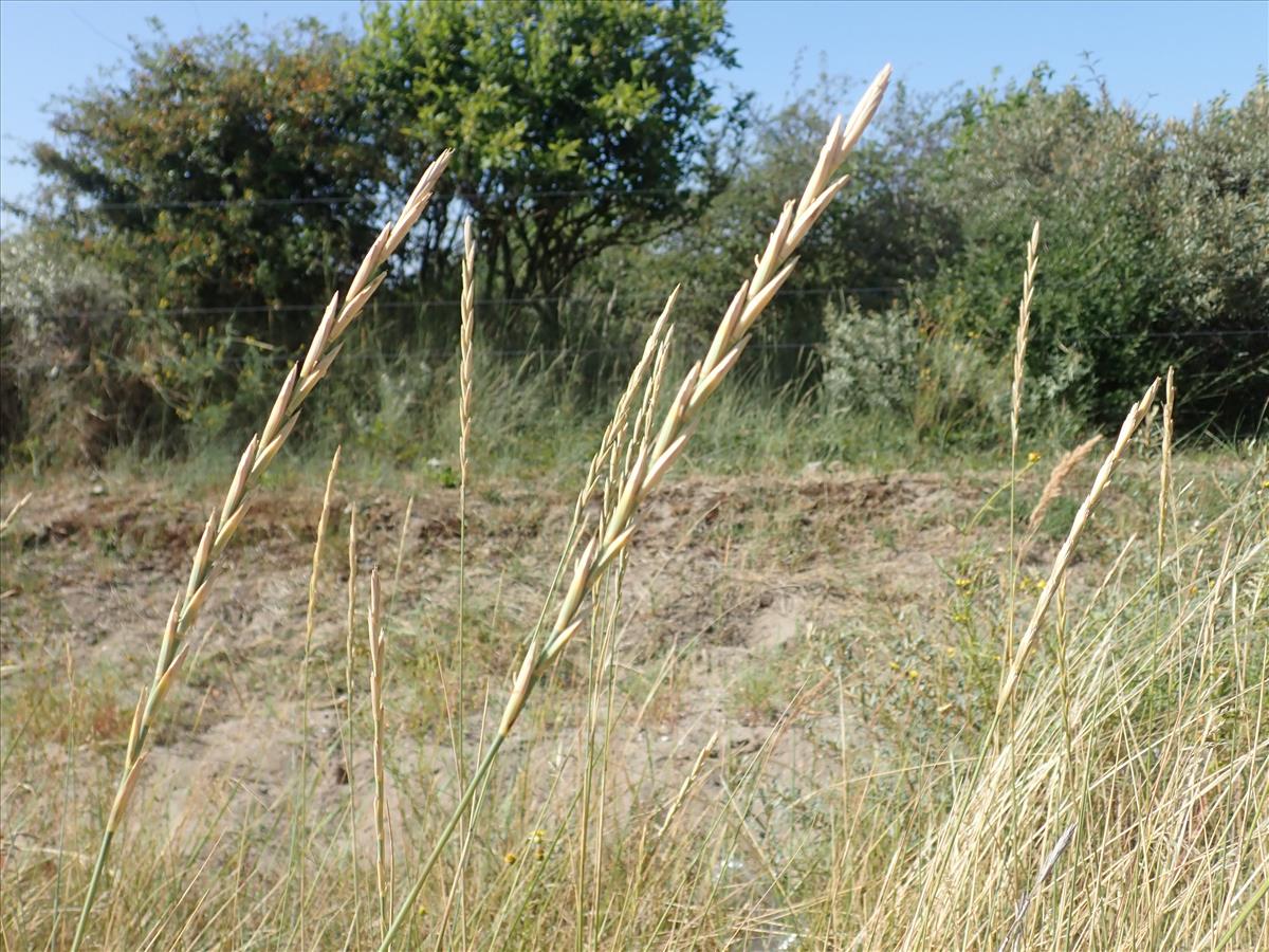 Elymus x obtusiusculus (door Tim van de Vondervoort)