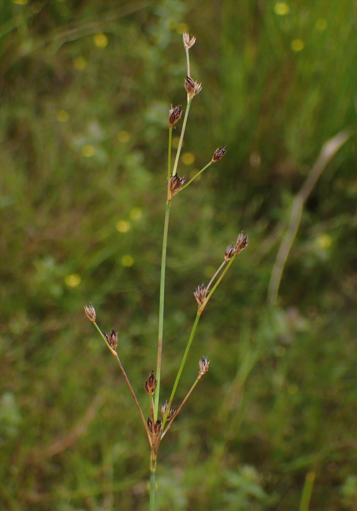 Juncus x surrejanus (door Stef van Walsum)