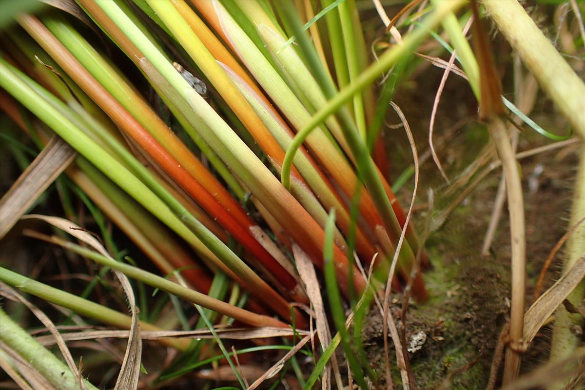 Juncus usitatus (door Sipke Gonggrijp)