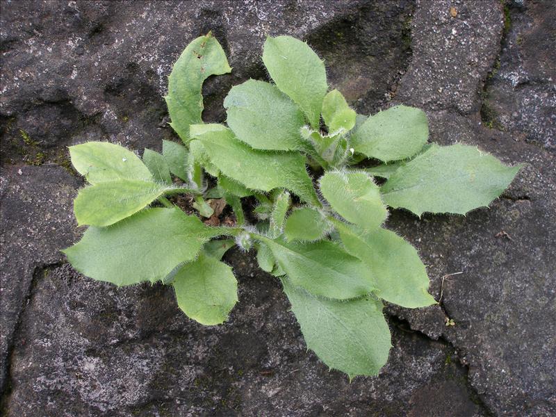 Hieracium sect. Amplexicaulia (door Piet Bremer )