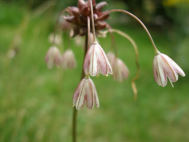 Allium oleraceum (door Piet Bremer )