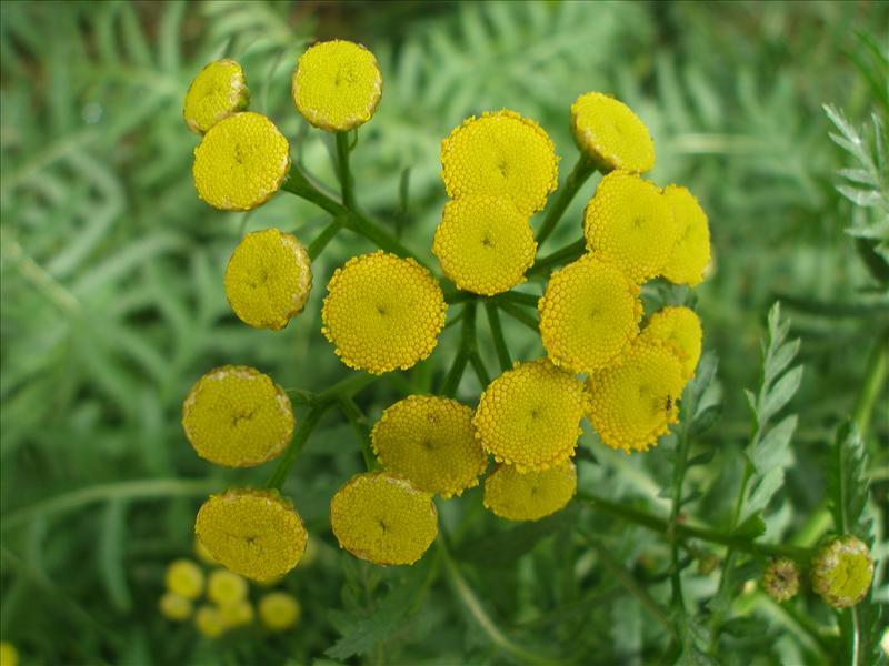 Tanacetum vulgare (door Piet Bremer )