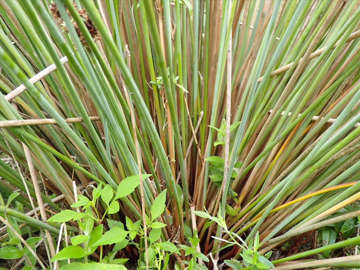 Juncus subglaucus (door Sipke Gonggrijp)